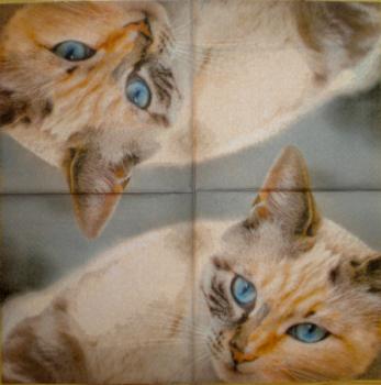 082 Cats - 3-ply - Atelier